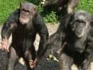 Pavilon primátů - šimpanzi, foto: www.zoodvurkralove.cz