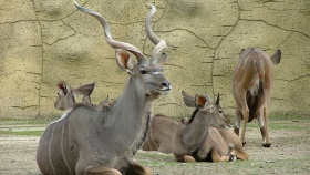 Kudu velký; foto: www.zoodvurkralove.cz