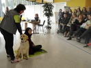 Ukázky práce asistenčních a vodicích psů; foto: Ostravské výstavy, a.s.
