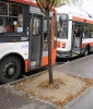 Strom přímo naproti dveřím autobusu; foto: Zdenek Holub